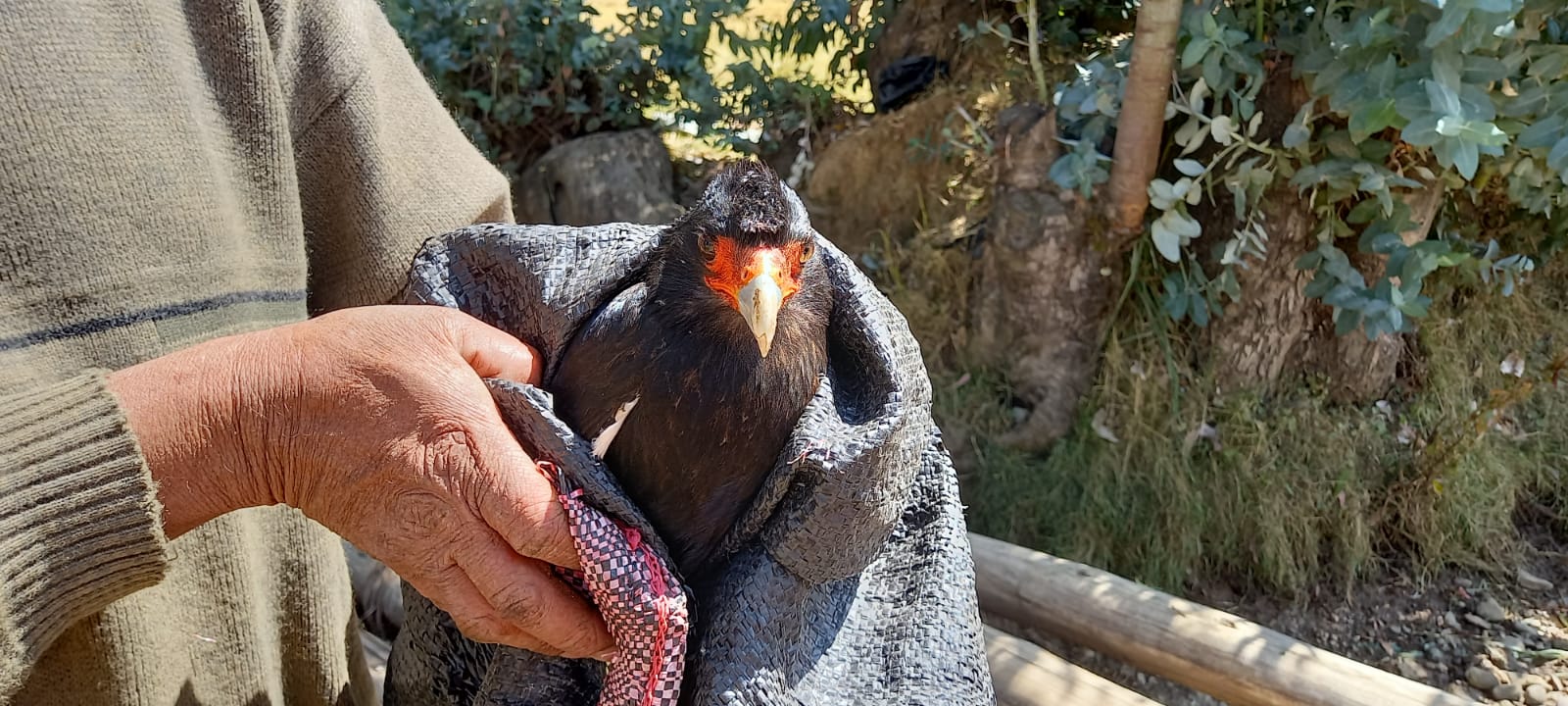 52cecd95-117a-43ec-9295-0c91eb8f16ea